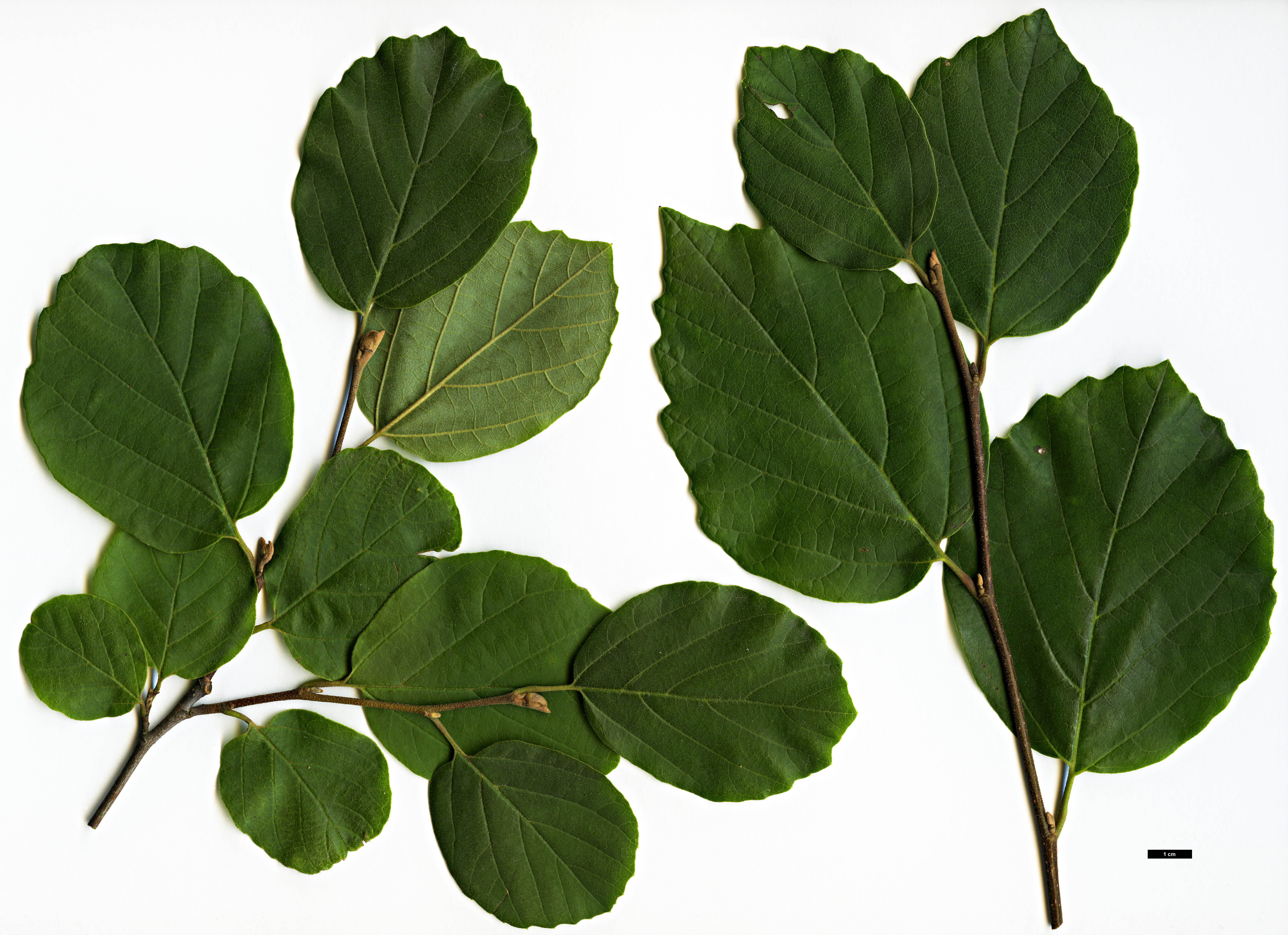 High resolution image: Family: Hamamelidaceae - Genus: Fothergilla - Taxon: ×intermedia (F.gardenii × F.major)